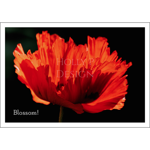 Red Poppy - Blossom Card - Click Image to Close